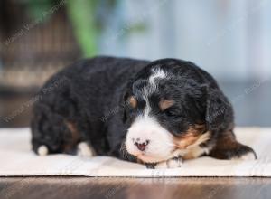 Mini bernedoodle near Chicago Illinois 