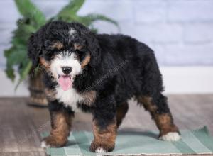 Mini bernedoodle near Chicago Illinois 