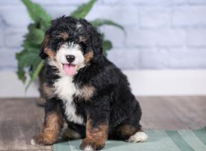 Mini bernedoodle near Chicago Illinois 