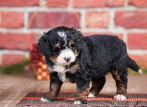 Mini bernedoodle near Chicago Illinois 