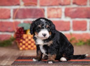 Mini bernedoodle near Chicago Illinois 