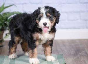 Mini bernedoodle near Chicago Illinois 