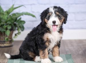 Mini bernedoodle near Chicago Illinois 