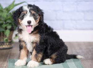 Mini bernedoodle near Chicago Illinois 