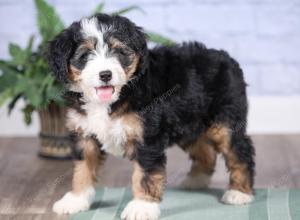 Mini bernedoodle near Chicago Illinois 