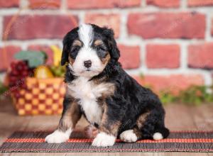 Mini bernedoodle near Chicago Illinois 