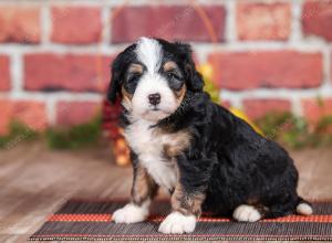 Mini bernedoodle near Chicago Illinois 