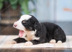 Mini bernedoodle near Chicago Illinois 