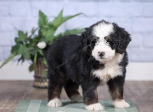 Mini bernedoodle near Chicago Illinois 