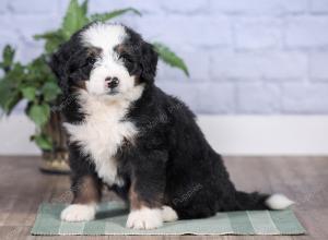 Mini bernedoodle near Chicago Illinois 