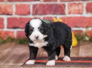 Mini bernedoodle near Chicago Illinois 