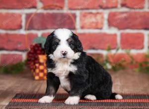 Mini bernedoodle near Chicago Illinois 