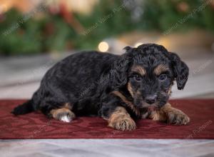 male tiny bernedoodle near St Louis Missouri