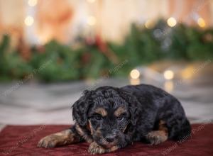 male tiny bernedoodle near St Louis Missouri