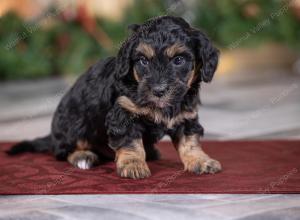 male tiny bernedoodle near St Louis Missouri