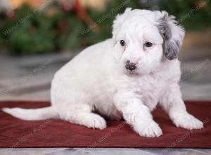 male tiny bernedoodle near Chicago Illinois 