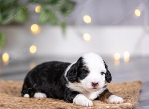 female tiny bernedoodle near St Louis Missouri