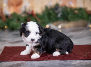 female tiny bernedoodle near St Louis Missouri