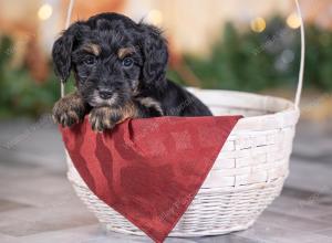 female tiny bernedoodle near St Louis Missouri