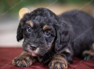 female tiny bernedoodle near St Louis Missouri