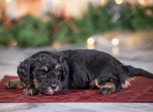 female tiny bernedoodle near St Louis Missouri