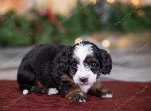 female tiny bernedoodle near St Louis Missouri