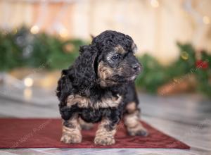 male tiny bernedoodle near St Louis Missouri