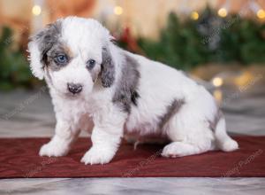 male tiny bernedoodle near St Louis Missouri