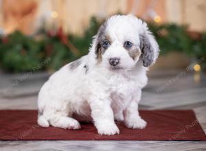 male tiny bernedoodle near St Louis Missouri