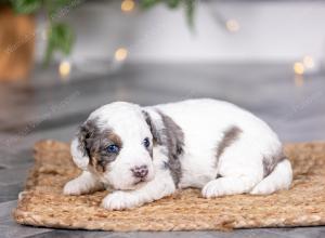 male tiny bernedoodle near St Louis Missouri