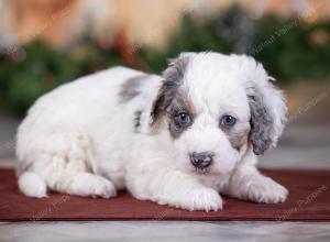 male tiny bernedoodle near St Louis Missouri