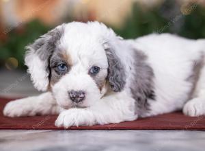 male tiny bernedoodle near St Louis Missouri