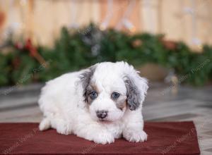 male tiny bernedoodle near St Louis Missouri