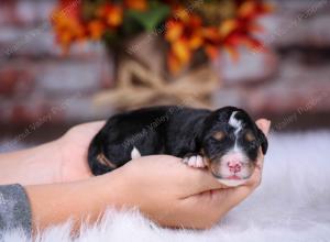 tri-colored male standard bernedoodle near Chicago Illinois