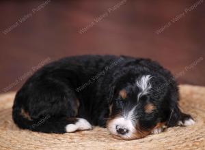 tri-colored female standard bernedoodle near Chicago Illinois