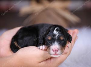 tri-colored male standard bernedoodle near Chicago Illinois