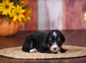 tri-colored female standard bernedoodle near Chicago Illinois