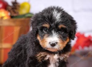 tri-colored female standard bernedoodle near Chicago Illinois