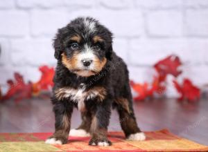 tri-colored female standard bernedoodle near Chicago Illinois