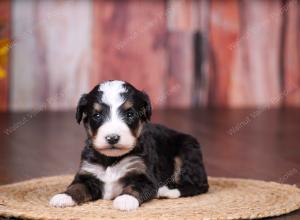 tri-colored female standard bernedoodle near Chicago Illinois