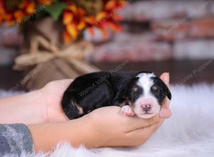 tri-colored male standard bernedoodle near Chicago Illinois