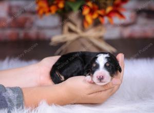 tri-colored male standard bernedoodle near Chicago Illinois