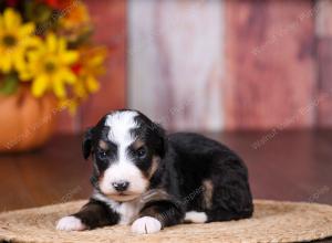 tri-colored female standard bernedoodle near Chicago Illinois