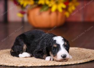 tri-colored female standard bernedoodle near Chicago Illinois