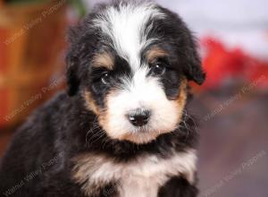 tri-colored female standard bernedoodle near Chicago Illinois