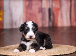 tri-colored female standard bernedoodle near Chicago Illinois