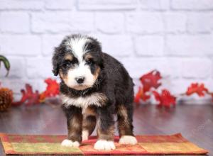 tri-colored female standard bernedoodle near Chicago Illinois