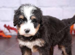 tri-colored female standard bernedoodle near Chicago Illinois