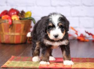 tri-colored female standard bernedoodle near Chicago Illinois