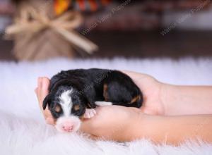 tri-colored female standard bernedoodle near Chicago Illinois